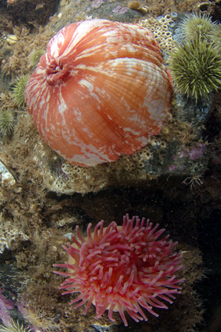Sea anemone in the Scotian Shelf bioregion