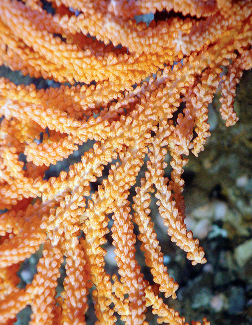 Stratégie de conservation des coraux et des éponges de l’est du Canada 2015 - Introduction