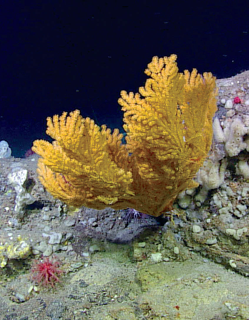 Stratégie de conservation des coraux et des éponges de l’est du Canada 2015 - Portée géographique 
