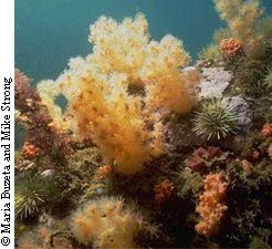 underwater ecosystem, corals, urchins, close-up view