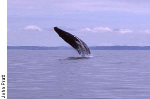 Humpback whale breaching, Conception Bay, Newfoundland and Labrador