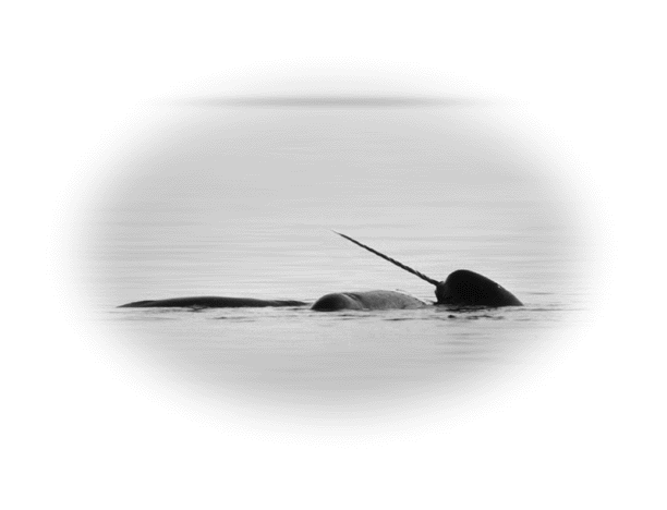 Narwhals