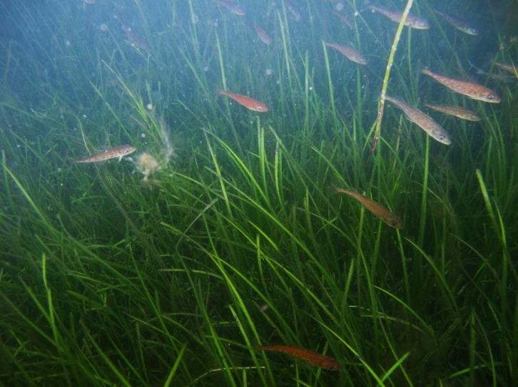 Figure 15: One year old Atlantic cod over eelgrass habitat in Newman Sound, Terra Nova Park, Newfoundland and Labrador. Source: DFO diving group. An underwater photograph of bright green eelgrass with small one year Atlantic cod swimming in the eelgrass.