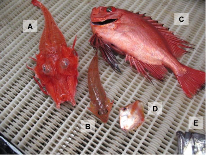 Figure 32: Varieties of “exotic” fishes captured on the Scotian Shelf: (A) armored searobin (Peristedion miniatum), (B) spotfin dragonet (Foetorepus agassizii), (C) glasseye snapper (Heteropriacanthus cruentatus), (D) deep-bodied boarfish (Antigonia capros), (E) American John Dory (Zenopsis ocellata) (partial). (Photo: W. Joyce, DFO). Photograph of five rare fish species of various sizes caught off the Scotian Shelf with letters A-E accompanying each species.