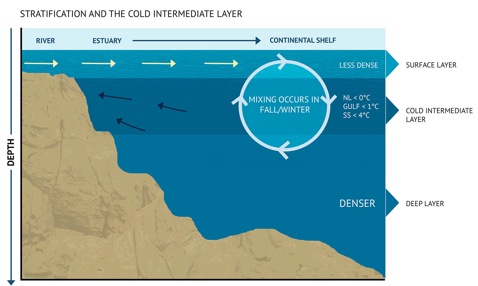 Figure 6 Stratification of the ocean is influenced by temperature, the input of freshwater from land and sea ice melt, and energy for mixing from wind and currents which change seasonally. An illustration shows a cross section view of the ocean, extending from a coastal river to an estuary and out to the continental shelf. Text at the top of the graphic says “Stratification and the cold intermediate layer”. The land is illustrated in a light brown colour. It starts with a flat shelf then slopes out under the water and flattens out again. Three stacked layers of water are shown in different shades of blue. On the left-hand side, an arrow points down with vertical text saying “depth”. The top layer of water is light blue and text on the right-hand side says “less dense”. Outside the graphic on the right, a light blue triangle extends from the top layer to text which says “Surface Layer”. The middle layer is dark blue and on the right-hand side, three lines of text say “NL <0°C”, “Gulf <1°C”, and “SS<4°C”. Outside the graphic on the right, a dark blue triangle extends from the middle layer to text which says “Cold Intermediate Layer”. The bottom layer near the ocean floor is blue and text on the right-hand side says “Denser”. Outside the graphic on the right, a blue triangle extends from the top layer to text which says “Deep Layer”. From the left-hand side and extending towards the centre of the surface layer, four arrows point to the right. In the middle layer, on the left-hand side, three black arrows point upwards on an angle to the left. On the right-hand side of the graphic, overlapping the top, middle and bottom layers, there is a circle made of three arrows going clockwise. Text in the circle reads “Mixing occurs in fall/winter”.