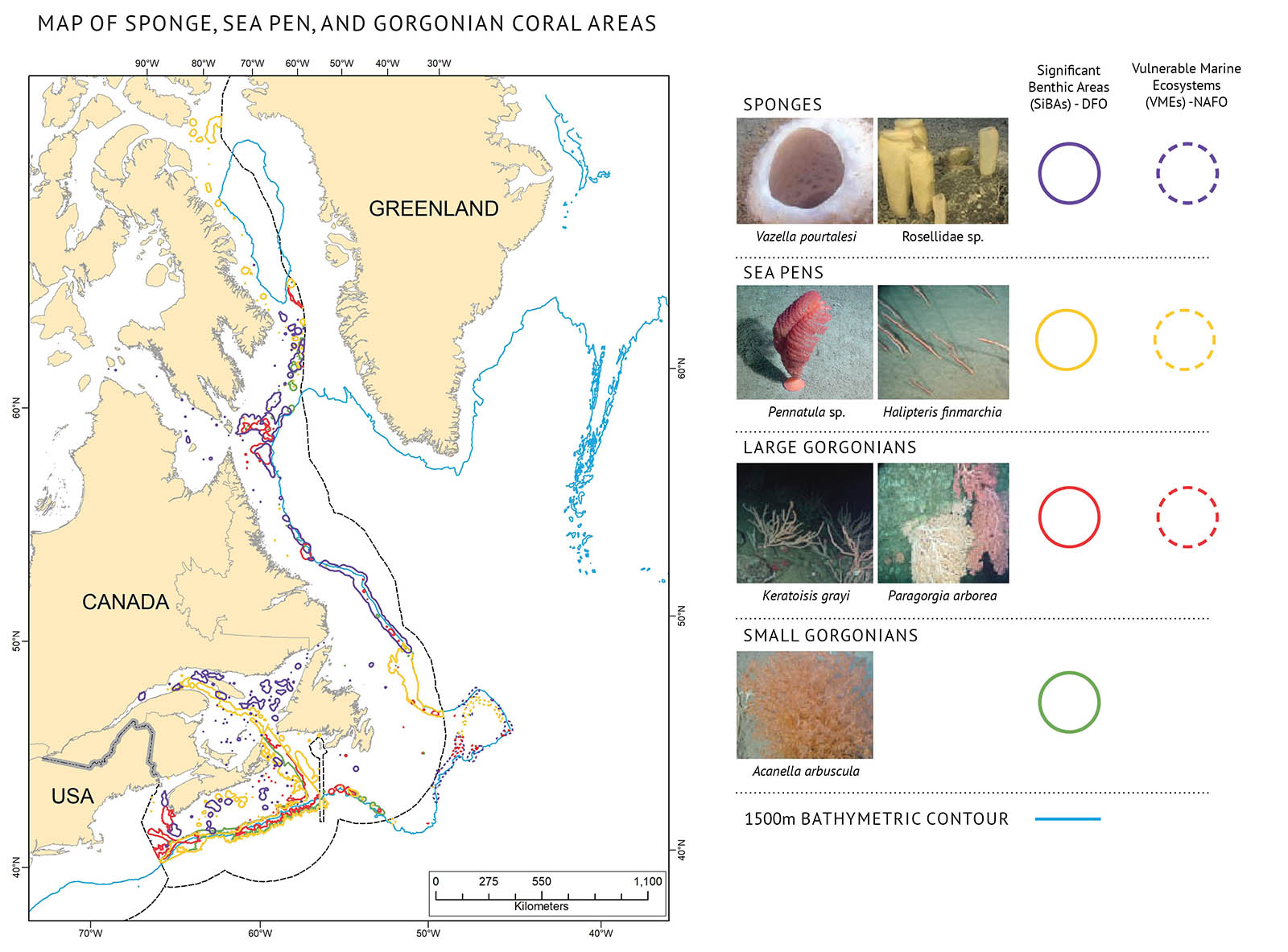 Figure 16: Left: Map of significant benthic areas (SiBAs) and vulnerable marine ecosystems (VMEs) for sponges, sea pens, large and small gorgonian corals on the east coast of Canada. SiBAs are identified by DFO within the 200nm Exclusive Economic Zone (EEZ) boundary while VMEs are outside the EEZ as identified by NAFO. Right: Examples of sponges, sea pens, large and small gorgonians found in the Canadian Atlantic. Corals and sponges tend to be distributed in the cold waters along the edges of the continental shelf down to 3000 metres depth. They are very vulnerable to human activities. A map of the Canadian Atlantic illustrating the locations of significant benthic areas (SiBAs) and vulnerable marine ecosystems (VMEs) for sponges, sea pens, large and small gorgonian corals. The map shows Baffin Island and Greenland in the north and eastern Canada and the United States in the south out into the central Atlantic. On the left and right sides of the map, tick marks show the 40°N, 50°N, and 60°N latitude lines, and on the bottom of the map, tick marks show the 70°W, 60°W, 50°W, and 40°W longitude lines. A scale bar appears at the bottom right corner of the map. The land masses on the map are coloured beige and the water is white. Text on the land identifies “Canada”, “USA”, and “Greenland”. A legend appears at the right-hand side outside the map. Sponges, sea pens, large gorgonians, and small gorgonians are represented by different colour outlines on the map. For each category, the legend has one or two photos and coloured circles of the corresponding category colour. Solid lines represent “Significant Benthic Areas (SiBAs) – DFO” and dashed lines represent “Vulnerable Marine Ecosystems (VMEs) – NAFO”. Above the top row of the legend there is text saying “Sponges”. Underneath there are two small photos with text saying “Vazella pourtalesi” and “Rosellidae sp.” respectively. The outlines representing sponges are purple. Above the second row there is text saying “Sea pens”. Underneath there are two small photos with text saying “pennatula sp.” and “Halipteris finmarchia” respectively. The outlines representing sea pens are yellow. Above the third row there is text saying “Large gorgonians”. Underneath there are two small photos with text saying “Keratoisis grayi” and “Paragorgia arborea” respectively. The outlines representing large gargonians are red. Above the fourth row there is text saying “Small gorgonians”. Underneath there is one small photo with text saying “Acanella arbuscula” respectively. The outlines representing large gargonians are green. The 1500m bathymetric contour of the shelf is outlined with a thin blue line. On the east coast of Canada, it outlines the Scotian Shelf and the Newfoundland and Labrador Shelves. North in the Labrador Sea It curves south of Baffin Island and then goes right around the tip of Greenland. Also indicated by a thin black line on the map is the Exclusive Economic Zone (EEZ) of Canada which is 200nm off the coast. Outlined areas within the EEZ are solid indicating SiBAs and outside they are dashed to indicating VMEs. The outlines for areas of corals and sponges are located mainly along the edge of the shelf along the 1500m bathymetric contour. There are also more outlined areas running between Nova Scotia and Newfoundland and within the Gulf of St. Lawrence which are mainly purple and yellow indicating areas of sponges and sea pens.