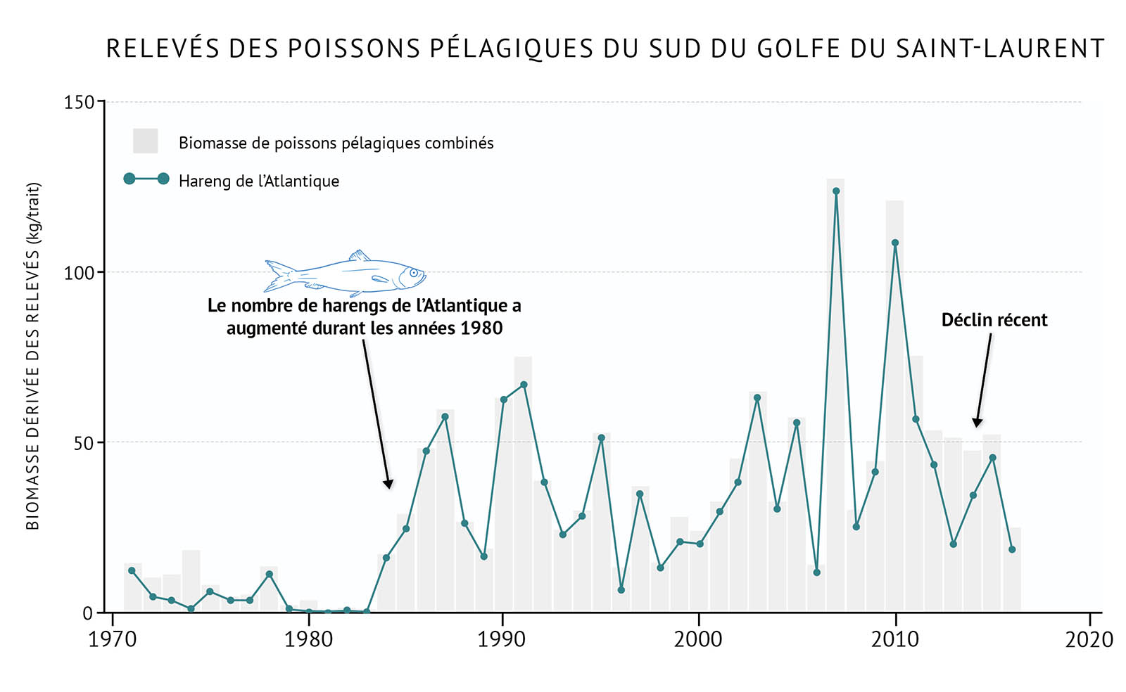Figure 22 : Biomasse totale dérivée des relevés des poissons pélagiques et du hareng de l’Atlantique dans le sud du golfe du Saint-Laurent. Un graphique linéaire et à barres illustre la biomasse du relevé pour l’ensemble des poissons pélagiques et le hareng de l’Atlantique dans le sud du golfe du Saint-Laurent. Le texte au-dessus du graphique indique « Relevés des poissons pélagiques du sud du golfe du Saint-Laurent ». L’axe vertical de gauche représente la biomasse du relevé en kilogrammes par trait de 0 à 150, par incréments de 50. L’axe horizontal inférieur représente les années entre 1970 et 2020 par tranches de 10 ans. La biomasse du relevé de l'ensemble des poissons pélagiques est représentée par les barres verticales grises. La biomasse du relevé de l’ensemble des poissons pélagiques est faible tout au long des années 1970, mais elle augmente rapidement dans les années 1980. Elle fluctue ensuite généralement entre environ 25 et 50 kilogrammes par trait, avec deux pics à plus de 100 kilogrammes par trait à la fin des années 2000 et au début des années 2010. Elle diminue en 2016, qui est la dernière année de données sur le graphique. La biomasse du relevé du hareng de l’Atlantique est représentée par une ligne verte sur le même graphique. Une légende apparaît à gauche. La biomasse du relevé du hareng de l’Atlantique reflète généralement celle de la biomasse du relevé de l'ensemble des poissons pélagiques. Elle est faible dans les années 1970, puis elle augmente dans les années 1980 et demeure essentiellement entre 25 et 50 kilogrammes par trait, avec deux pics au-dessus de 100 kilogrammes par trait à la fin des années 2000 et au début des années 2010. Puis, dans les années 2010, elle baisse. Un petit dessin bleu clair d’un hareng de l’Atlantique est placé au-dessus des barres verticales sur la gauche du graphique. Sous le dessin, un texte indique « Le nombre de harengs de l’Atlantique a augmenté durant les années 1980 ». Une flèche pointe vers la période du milieu des années 1980. Une autre ligne de texte sur la droite du graphique indique « Récemment en déclin ». Une flèche pointe du texte vers le milieu des années 2010.