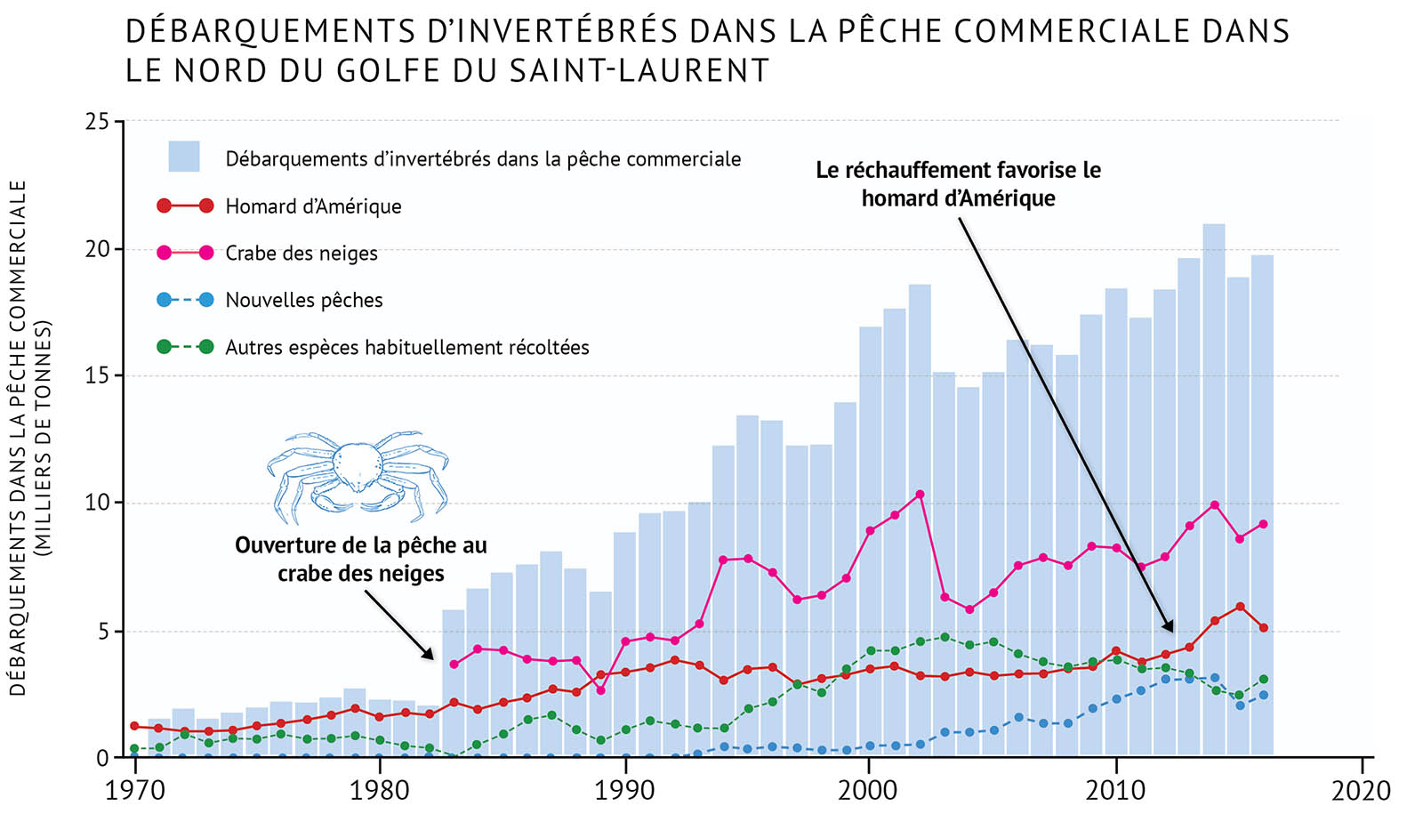 Figure 25 : Débarquements dans la pêche commerciale d’invertébrés benthiques et d’espèces individuelles dans le nord du golfe du Saint-Laurent. Parmi les nouvelles pêches figure celle à l’oursin vert, au concombre de mer et à la mactre de Stimpson. D’autres espèces traditionnellement exploitées comprennent le crabe commun, le crabe araignée, le pétoncle géant, le buccin, la mye commune, le couteau de l’Atlantique et la mactre de l’Atlantique. Un graphique linéaire et à barres illustre les débarquements de la pêche commerciale pour les invertébrés benthiques ainsi que pour les différentes espèces dans le nord du golfe du Saint-Laurent. Le texte au-dessus du graphique indique « Débarquements d’invertébrés dans la pêche commerciale dans le nord du golfe du Saint-Laurent ». L’axe vertical de gauche représente la biomasse du relevé en milliers de tonnes de 0 à 25, par incréments de 5. L’axe horizontal inférieur représente les années entre 1970 et 2020 par tranches de 10 ans. Les débarquements de la pêche commerciale d’invertébrés benthiques sont représentés par des barres verticales bleu clair. Les données vont de 1970 à 2016. Les débarquements commerciaux étaient inférieurs à 5 000 tonnes dans les années 1970 et au début des années 1980. En 1983, ils ont grimpé au-dessus de 5 000 tonnes et ont continué d’augmenter avec quelques fluctuations jusqu’à près de 20 000 tonnes au milieu des années 2010. Les débarquements de la pêche commerciale de chaque espèce sont représentés par des lignes colorées sur le même graphique. Une légende apparaît à gauche. Une ligne de données en rouge indique les débarquements de la pêche commerciale de homard d’Amérique. Une ligne de données en rose indique les débarquements de la pêche commerciale de crabe des neiges. Une ligne de données en pointillés bleu pâle indique les débarquements de la pêche commerciale pour les nouvelles pêches. Une ligne de données en pointillés verts indique les débarquements de la pêche commerciale d’autres espèces traditionnelles. La tendance des débarquements de homard américain commence à moins de 5 000 tonnes et augmente graduellement pendant la période du graphique pour se terminer à près de 5 000 tonnes au milieu des années 2010. Les débarquements d’autres espèces traditionnelles et des nouvelles pêches sont inférieurs à ceux du homard d’Amérique. Les autres débarquements d’espèces traditionnelles commencent à augmenter graduellement dans les années 1980 et 1990 jusqu’à près de 5 000 tonnes, puis retombent à près de 3 000 tonnes au milieu des années 2010. Les débarquements des nouvelles pêches commencent à augmenter dans les années 1990 et atteignent près de 2 000 à 3 000 tonnes au milieu des années 2010. Les débarquements de crabe des neiges commencent en 1983 sous les 5 000 tonnes. Ils augmentent dans les années 1990 et atteignent près de 10 000 tonnes au début des années 2000. Ils chutent, puis augmentent graduellement au milieu et à la fin des années 2000 et dans les années 2010, pour s’approcher à nouveau des 10 000 tonnes. Un petit dessin bleu clair d’un crabe des neiges est placé au-dessus des barres verticales sur la gauche du graphique. Sous le dessin, un texte indique « Ouverture de la pêche au crabe des neiges ». Une flèche pointe du texte vers le début de la ligne de données en rose en 1983. Une autre ligne de texte au-dessus des barres verticales sur la droite du graphique indique « Le réchauffement favorise le homard d’Amérique ». Une flèche pointe du texte vers la ligne de données en rouge dans les années 2010.