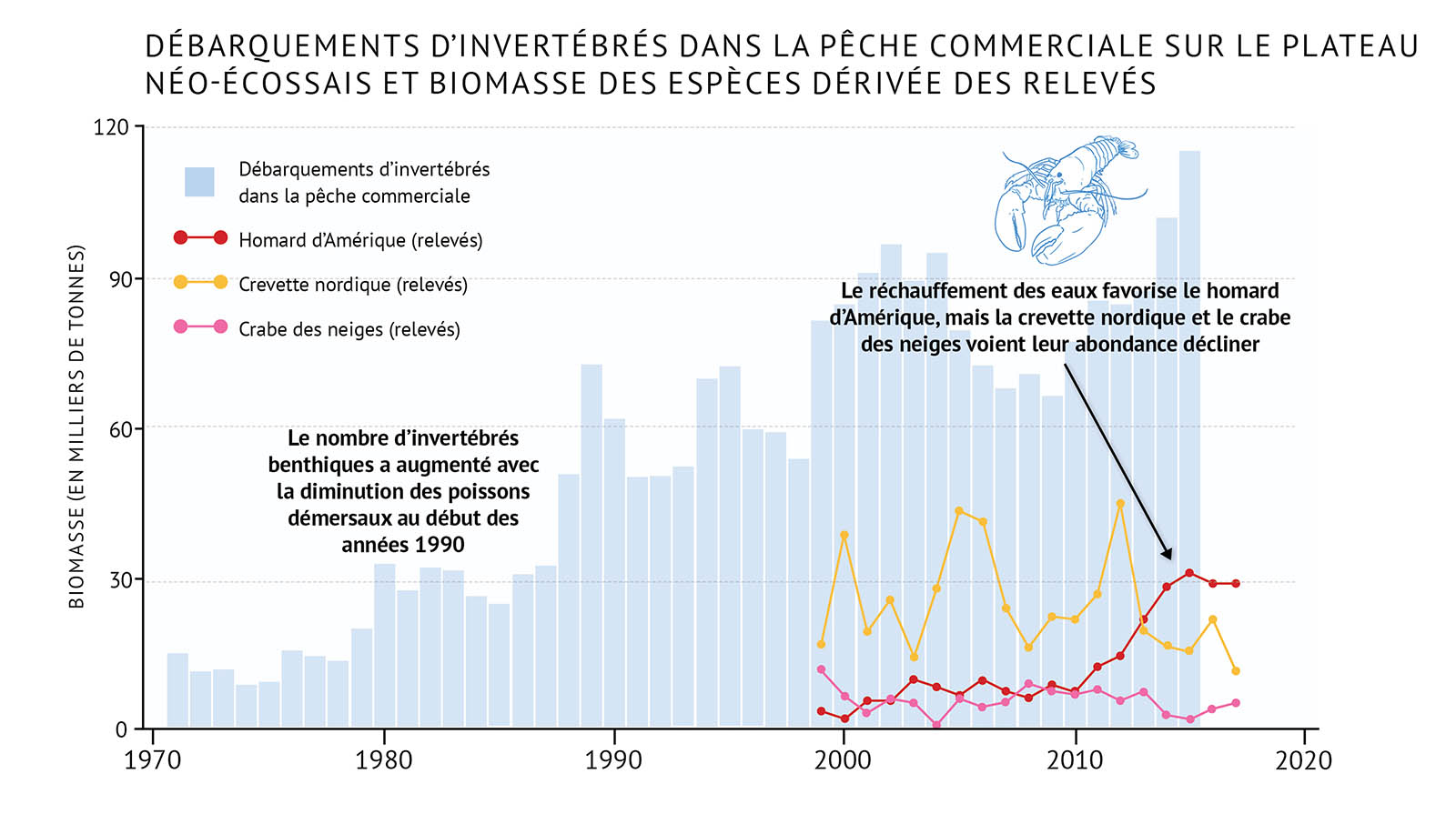 Figure 30 : Débarquements commerciaux d’espèces d’invertébrés benthiques et biomasse dérivée des relevés d’espèces d’invertébrés benthiques individuelles pour le plateau néo-écossais. Les débarquements commerciaux affichent une tendance à long terme à la hausse. La collecte de données grâce aux relevés de recherche a débuté en 1999. Un diagramme à barres illustre les débarquements commerciaux d’invertébrés benthiques combinés à des graphiques linéaires représentant la biomasse de chaque espèce d’invertébrés sur la plate-forme Néo-Écossaise. Le texte au-dessus du graphique indique « Débarquements d’invertébrés dans la pêche commerciale sur la plate-forme Néo-Écossaise et biomasse des espèces dérivée des relevés ». L’axe vertical de gauche représente la biomasse en milliers de tonnes de 0 à 120, par incréments de 30. L’axe horizontal inférieur représente les années entre 1970 et 2020 par tranches de 10 ans. Les débarquements commerciaux sont représentés par des barres verticales bleu pâle qui augmentent régulièrement, avec quelques fluctuations, passant d’environ 15 000 tonnes au début des années 1970 à près de 120 000 tonnes la dernière année de données, en 2015. La biomasse du relevé de trois espèces d’invertébrés est représentée par des lignes de couleurs différentes sur le même graphique. Les données des relevés commencent en 1999 et se terminent en 2017. Une légende apparaît à gauche. Une ligne de données en rouge indique la tendance de la biomasse du relevé du homard d’Amérique. Une ligne de données en jaune illustre la tendance de la biomasse du relevé de la crevette nordique. Une ligne de données en rose illustre la tendance de la biomasse du relevé du crabe des neiges. La biomasse de la crevette nordique est plus élevée que celle des autres espèces sur le graphique. Elle fluctue entre environ 15 000 et 40 000 tonnes, et a diminué ces dernières années. La biomasse du homard d’Amérique varie autour de 10 000 tonnes jusqu’en 2010, puis augmente rapidement pour atteindre environ 30 000 tonnes au milieu des années 2010. La tendance de la biomasse du crabe des neiges est inférieure à 10 000 tonnes, avec de légères fluctuations, et elle est plus faible dans les dernières années de données. Une ligne de texte à gauche du graphique, juste au-dessus des barres verticales, indique « Le nombre d’invertébrés benthiques a augmenté avec la diminution des poissons démersaux au début des années 1990 ». Sur le graphique, un petit dessin bleu clair d’un homard est placé juste au-dessus des barres verticales, sur la droite. Sous le dessin, un texte indique « Le réchauffement des eaux favorise le homard d’Amérique, mais la crevette nordique et le crabe des neiges voient leur abondance décliner ». Une flèche pointe vers la ligne rouge au milieu des années 2010.