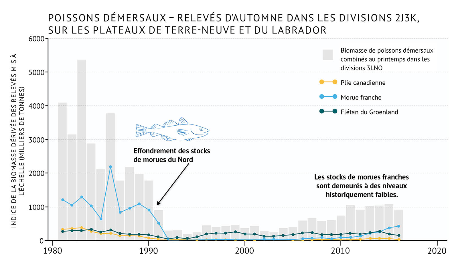 Figure 33 : Biomasse des espèces de poissons démersaux dérivée des relevés d’automne dans les divisions 2J3K, sur les plateaux de Terre-Neuve et du Labrador, de pair avec la biomasse d’espèces démersales individuelles. Un graphique linéaire et à barres illustre la biomasse du relevé automnal pour les poissons démersaux ainsi que des différentes espèces dans la division 2J3K de l’OPANO, sur les plateaux de Terre-Neuve et du Labrador. Le texte au-dessus du graphique indique « Poissons démersaux – Relevés d’automne dans les divisions 2J3K, sur les plateaux de Terre-Neuve et du Labrador ». L’axe vertical de gauche représente l’indice de la biomasse du relevé, à l’échelle, en milliers de tonnes de 0 à 6 000, par incréments de 1 000. L’axe horizontal inférieur représente les années entre 1980 et 2020 par tranches de 10 ans. La biomasse de l'ensemble des poissons démersaux est représentée par les barres verticales grises. La biomasse totale du relevé se situait entre 3 000 et 5 500 milliers de tonnes au début des années 1980, puis elle a fortement diminué jusqu’à environ 250 000 tonnes en 1992. Elle demeure faible dans les années 1990 et 2000, puis remonte légèrement au milieu des années 2000 pour atteindre près de 1 000 milliers de tonnes. La biomasse du relevé automnal pour trois espèces de poissons démersaux est représentée par des lignes de couleurs différentes sur le même graphique. Une légende apparaît à droite. Une ligne de données en jaune indique la tendance de la biomasse du relevé de la plie canadienne. Une ligne de données en bleu clair illustre la tendance de la biomasse du relevé de la morue franche. Une ligne de données en vert foncé illustre la tendance de la biomasse du relevé du flétan noir. La biomasse de la morue franche dépassait 1 000 milliers de tonnes dans les années 1980, mais on observe un déclin important à la fin des années 1980 et au début des années 1990, la biomasse se rapprochant alors du bas du graphique. Une augmentation modeste à partir du milieu des années 2000 la ramène à 300-400 000 tonnes. Les biomasses de la plie canadienne et du flétan noir sont inférieures à celles de la morue franche dans les années 1980. Celle de la plie canadienne se situe entre 200 000 et 300 000 tonnes, mais elle diminue de la fin des années 1980 au début des années 1990 à moins de 100 000 tonnes. Elle reste basse jusqu’au milieu des années 2000, puis enregistre une légère hausse. La biomasse du flétan noir se situe généralement entre 200 et 300 000 tonnes, avec un déclin à la fin des années 1980 et au début des années 1990 à moins de 100 000 tonnes. Elle remonte de nouveau au milieu des années 1990, puis reste entre 100 et 200 000 tonnes. Sur le graphique, un petit dessin bleu clair d’une morue franche est placé juste au-dessus des barres verticales, sur la gauche. Sous le dessin, un texte indique « Effondrement des stocks de morues du Nord ». Une flèche pointe du texte vers les barres verticales pour la période du début des années 1990. Une autre ligne de texte sur la droite du graphique, au-dessus des barres verticales, indique « Les stocks de morues franches sont demeurés à des niveaux historiquement faibles ».