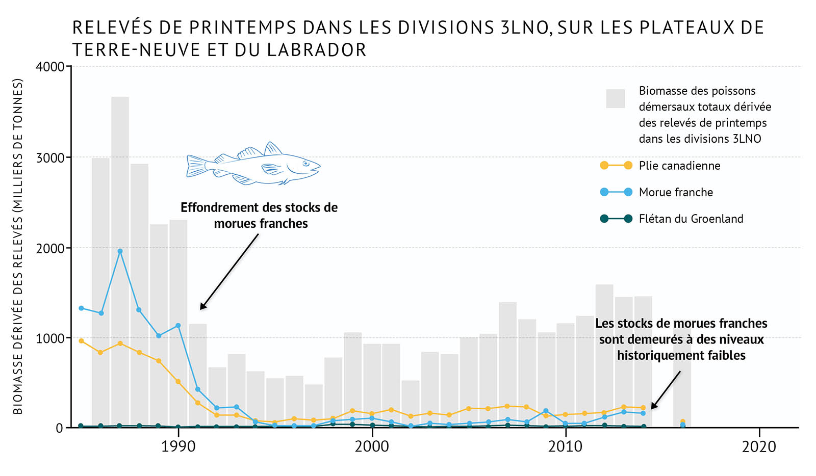 Figure 34 : Biomasse totale des espèces de poissons démersaux dérivée des relevés de printemps dans les divisions 3LNO, sur les plateaux de Terre-Neuve et du Labrador, de pair avec la biomasse d’espèces démersales individuelles. Un graphique linéaire et à barres illustre la biomasse du relevé printanier pour les poissons démersaux ainsi que des différentes espèces dans la division 3LNO de l’OPANO, sur les plateaux de Terre-Neuve et du Labrador. Le texte au-dessus du graphique indique « Poissons démersaux – Relevés de printemps dans les divisions 3LNO, sur les plateaux de Terre-Neuve et du Labrador ». L’axe vertical de gauche représente l’indice de la biomasse du relevé, à l’échelle, en milliers de tonnes de 0 à 4 000, par incréments de 1 000. L’axe horizontal inférieur représente les années entre 1985 et 2020 par tranches de 10 ans. La biomasse de l'ensemble des poissons démersaux dans le relevé de printemps dans les divisions 3LNO est représentée par les barres verticales grises. Les données vont de 1985 à 2016, mais il n’y a pas de données pour 2015. La biomasse totale du relevé variait entre 3 000 et 5 500 milliers de tonnes au début des années 1980, avant de diminuer jusqu’à environ 250 000 tonnes en 1992. Elle demeure inférieure à environ 500 000 tonnes jusqu’au milieu des années 2000, puis commence à augmenter jusqu’en 2010 pour atteindre environ 1 000 milliers de tonnes. La biomasse du relevé automnal pour trois espèces de poissons démersaux est représentée par des lignes de couleurs différentes sur le même graphique. Une ligne de données en jaune indique la tendance de la biomasse du relevé de la plie canadienne. Une ligne de données en bleu clair illustre la tendance de la biomasse du relevé de la morue franche. Une ligne de données en vert foncé illustre la tendance de la biomasse du relevé du flétan noir. La biomasse de la morue franche est la plus élevée dans les années 1980, oscillant entre 1 000 et 2 000 milliers de tonnes, mais elle diminue rapidement à moins de 100 000 tonnes au début des années 1990 et demeure faible. La biomasse de la plie canadienne frôle les 1 000 milliers de tonnes dans les années 1980, mais elle diminue rapidement à la fin des années 1980 et au début des années 1990. Elle reste ensuite généralement entre 100 et 200 000 tonnes jusqu’en 2016. Le flétan noir a la biomasse la plus faible des trois espèces, à moins de 50 000 tonnes, avec de légères fluctuations entre les années 1980 et 2016. Sur le graphique, un petit dessin bleu clair d’une morue franche est placé juste au-dessus des barres verticales, sur la gauche. Sous le dessin, un texte indique « Effondrement des stocks de morues du Nord » et une flèche pointe vers les barres verticales pour la période du début des années 1990. Une autre ligne de texte sur la droite du graphique, superposée aux barres verticales, indique « Les stocks de morues franches sont demeurés à des niveaux historiquement faibles ».
