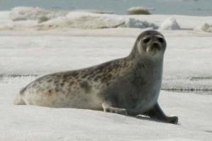 Photograph of a lone ringed seal sitting on sea ice, holding its head up.