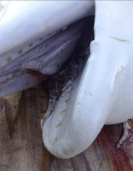Photograph showing a close-up of a beluga whale mouth with fish, Sandlance, inside.