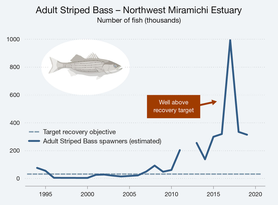 Line graph illustrating the estimated number of adult Striped Bass spawners in northwest Miramichi Estuary for the years 1994 to 2019. Text version below.
