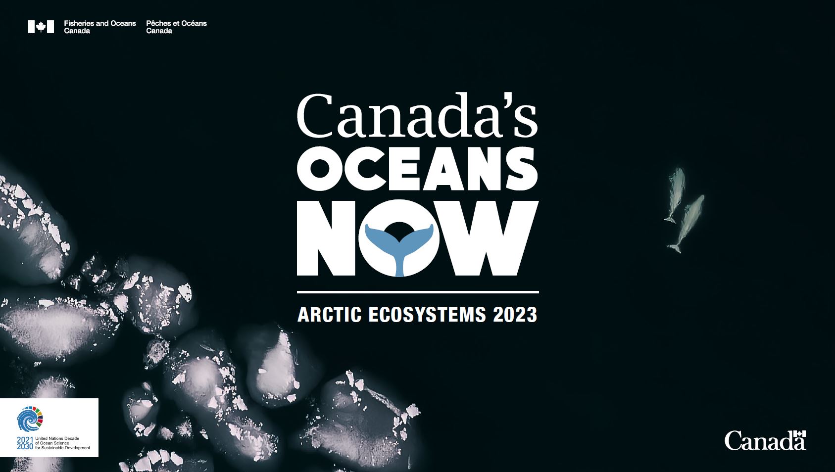 An aerial view of artic waters showing broken sea ice to the bottom left and two belugas swimming in the open water to the right. The “Canada's Oceans Now – Arctic Ecosystems 2023” logo is placed in the center.