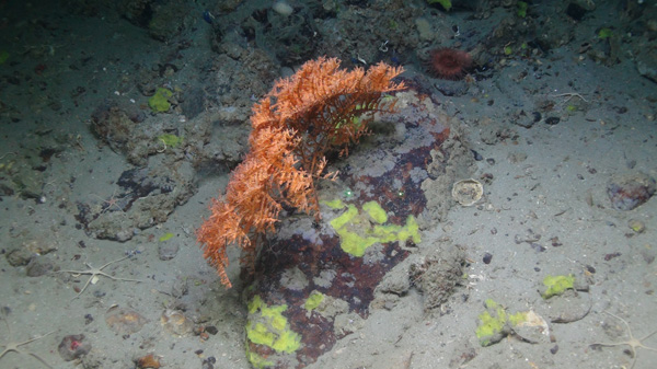 Regional guidance on measures to protect corals and sponges during  exploratory drilling