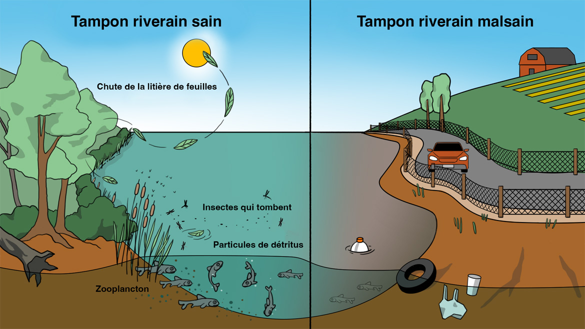 Cette image compare une zone riveraine saine et naturelle à une zone riveraine insalubre bordée de déchets, d’absence de végétation, de route et d’aménagement.