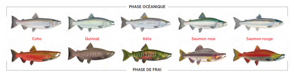 Les cinq espèces de saumon du Pacifique présentant à la fois une coloration reproductrice et non reproductrice : coho, quinnat, kéta, rose et saumon rouge.
