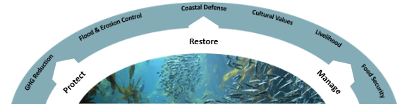 Graphic with arrows pointing protect, restore, manage to GHG Reduction, Flood and Erosion Control, Coastal Defense, Cultural Values, Livelihoods, Food Security.
