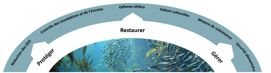 Illustration avec des flèches indiquant protéger, restaurer, gérer menant à la réduction des GES, contrôle des inondations et de l&rsquo;érosion, défense côtière, valeurs culturelles, moyens de subsistance et la sécurité alimentaire.