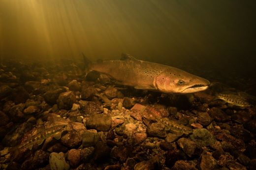 Saumons atlantiques adultes et trois juvéniles nagent sur un lit de rivière rocheux.