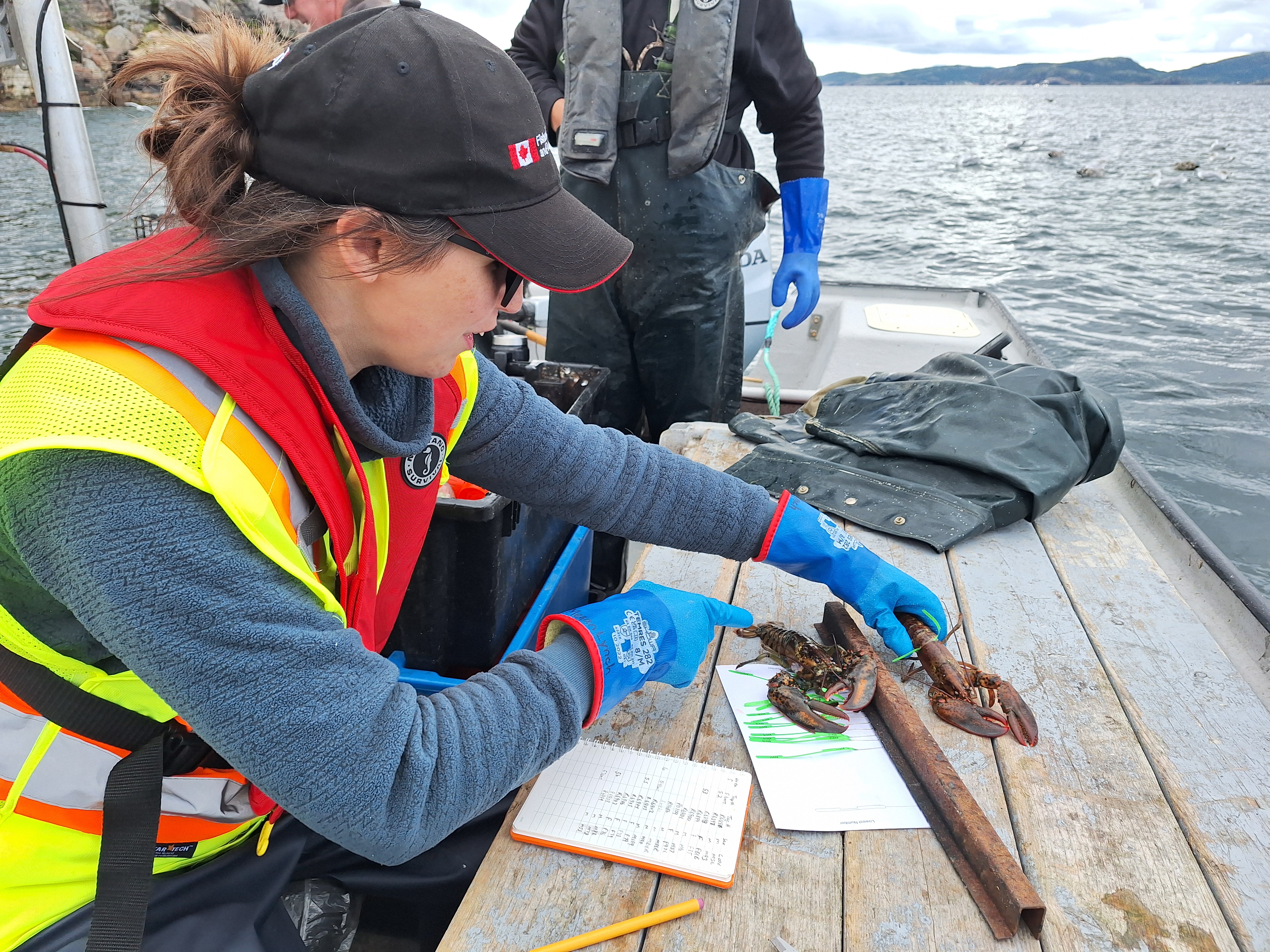 DFO staff working with local harvesters during the Eastport MPAs fall tagging program. Photo credit: Annamarie Buchheit.