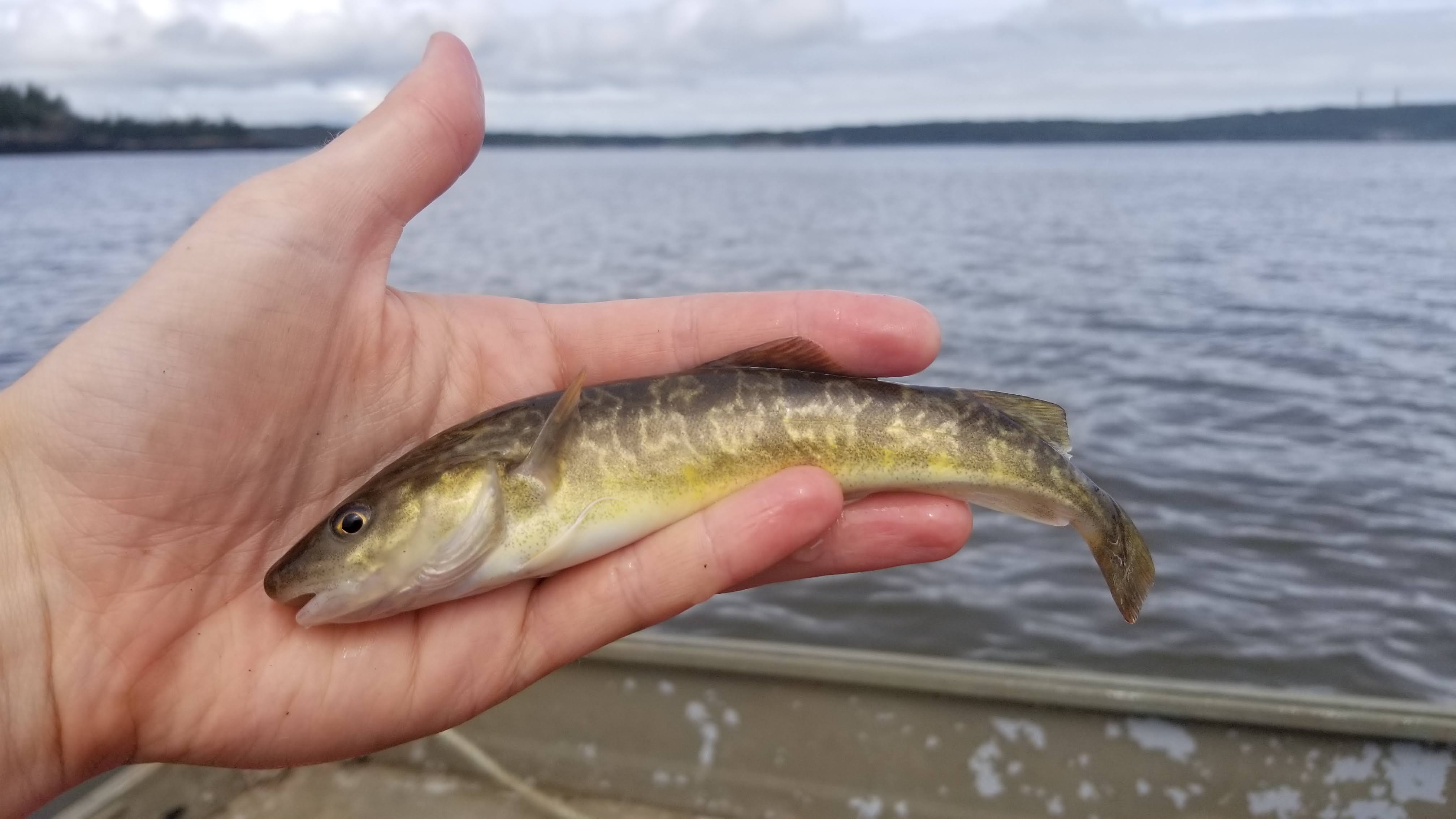 The Tomcod is a plentiful fish in the Musquash estuary; this photo was taken while completing fyke netting surveys to assess aquatic species populations. Photo credit: Eastern Charlotte Waterways.
