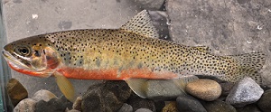 Truite fardée versant de l’ouest