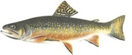 Brook Trout.