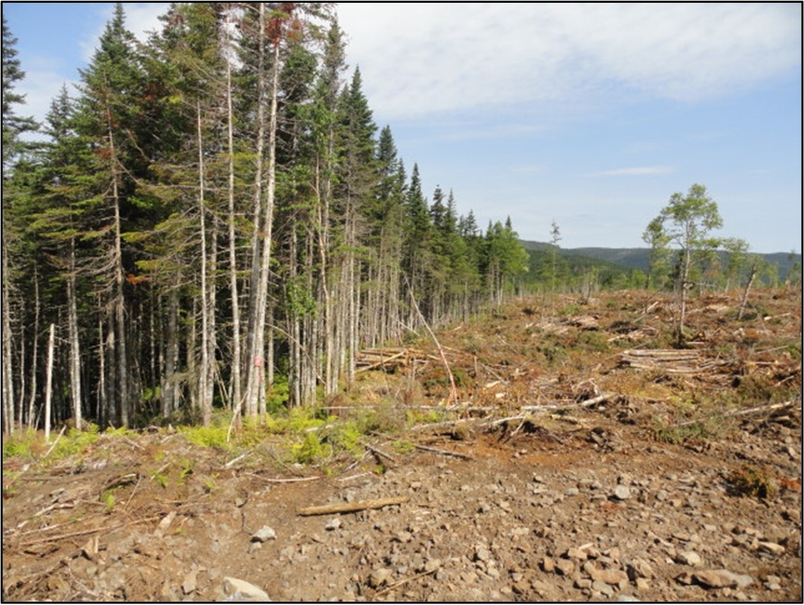 Forêt montrant une zone en cours de défrichage.
