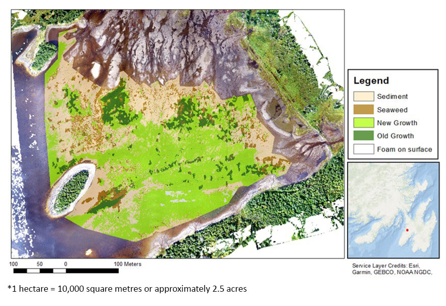 Infographic: Drone image of Northeast Arm, Placentia Bay, showing new eelgrass meadow growth as of Fall 2021