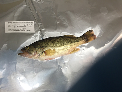 The Province of Ontario obtained this adult largemouth bass to study its tissue for possible contamination from the harbour.