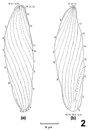 Dessin des deux côtés d’un Stegotricha enterikos