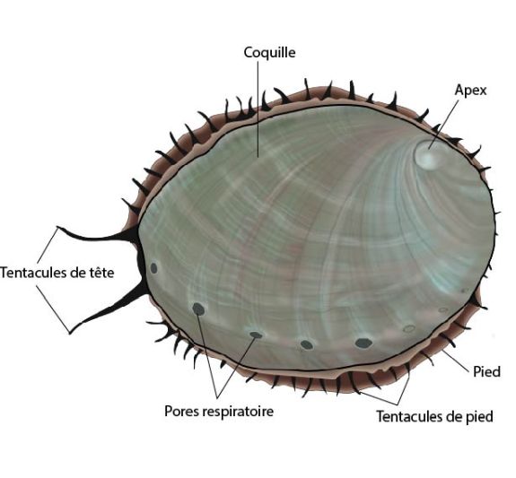 Anatomie externe du ormeau (Haliotis sp.)