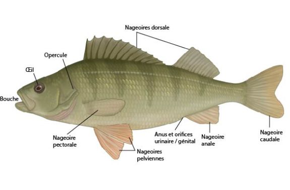 Anatomie externe de la perchaude (Perca sp.)
