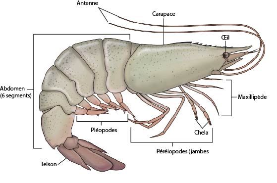 Anatomie externe de la crevette