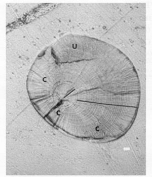 Fig.1