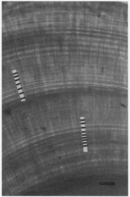 Fig.9
