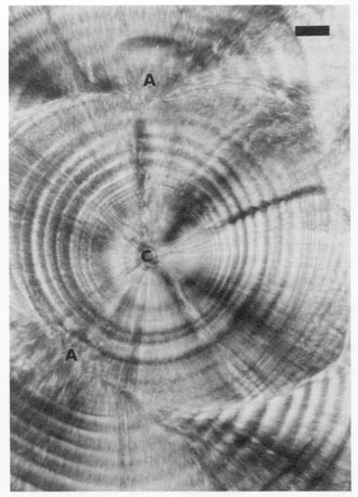 Fig.11
