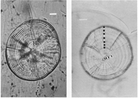 Fig.4