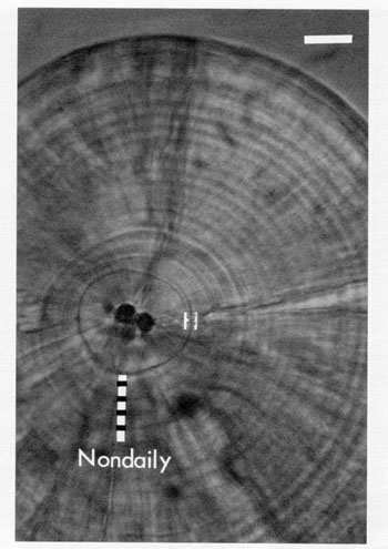 Fig.6