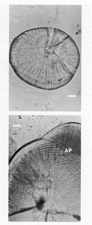 Fig.7