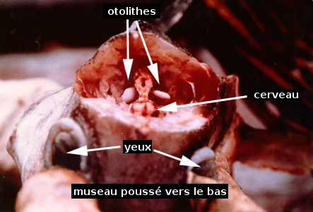 Tête et crâne d'un poisson ouverts pour exposer le cerveau (partie centrale blanche de l'image) et les <em>sagittae</em> de chaque côté.