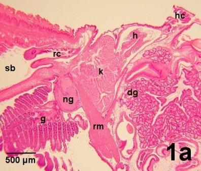 Histologie et pathologie des organes