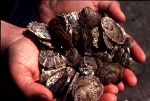 Cultured oysters
