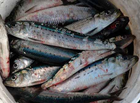 Pacific sardines with hemorrhages, which appear as red spots, that are classic symptoms of the viral hemorrhagic septicemia virus disease. Source: Fisheries and Oceans Canada