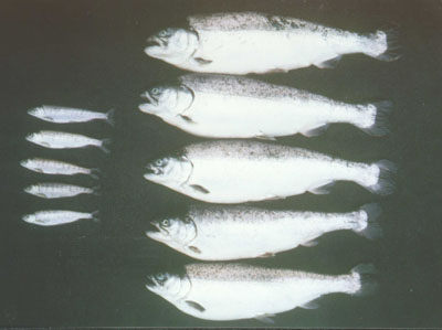 Effet de la transgénèse de l’hormone de croissance sur la croissance du saumon coho dans des conditions d’élevage. Poissons non transgéniques (à gauche) et poissons transgéniques pour l’hormone de croissance (à droite) à l’âge de 12 mois.