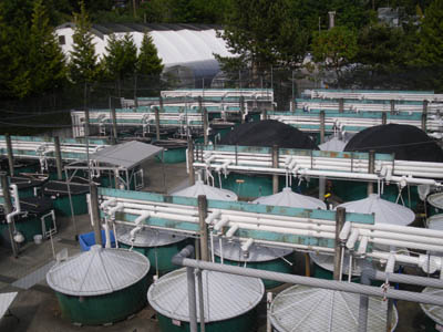 Medium (3000 to 5000 litres) tanks in which fish are kept during their seawater phase.