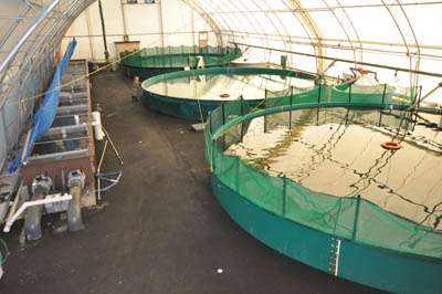 Mesocosm tanks of 350,000 liters of seawater each used to allow growth of fish under conditions more closely resembling the ocean. The circulating stream used for spawning trials can also be seen on the left.