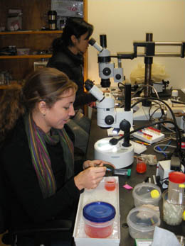 Installation de micro-injection pour l'utilisation de séquences d'ADN dans les salmonidés. Les œufs sont fertilisés et conservés dans des solutions qui leur permettent de demeurer mous.